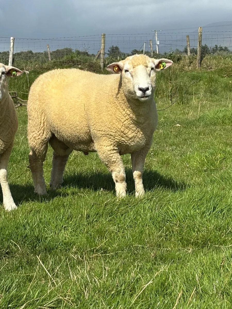 Galway Hoggett rams - Image 3