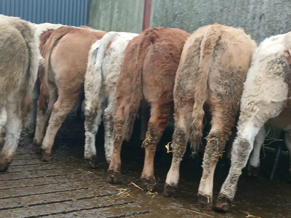 20 Super Heifer Weanlings - Image 2