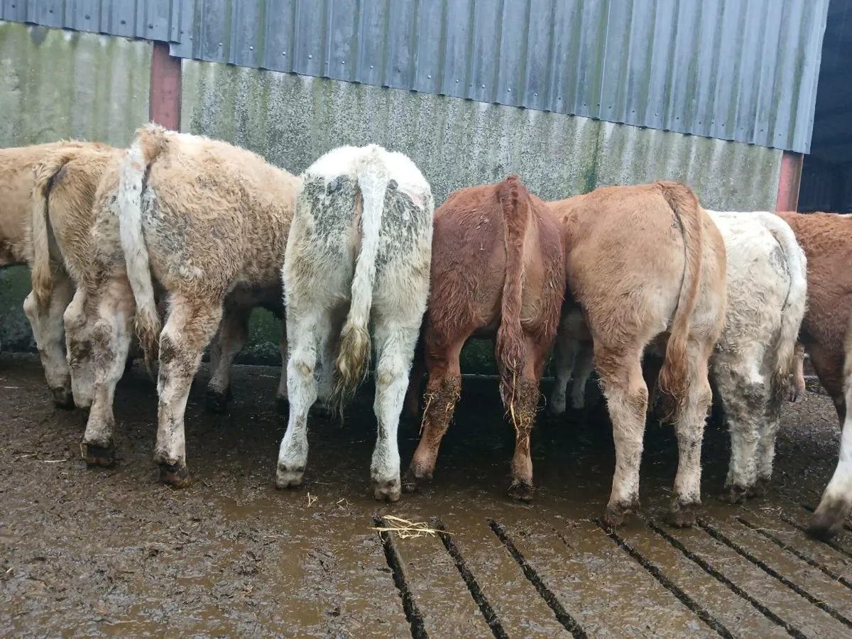 20 Super Heifer Weanlings - Image 1