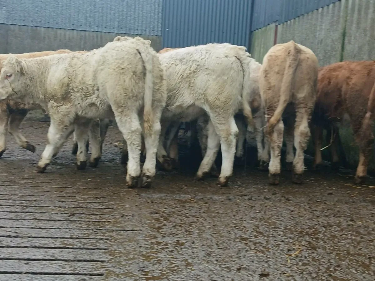 20 Super Heifer Weanlings - Image 3