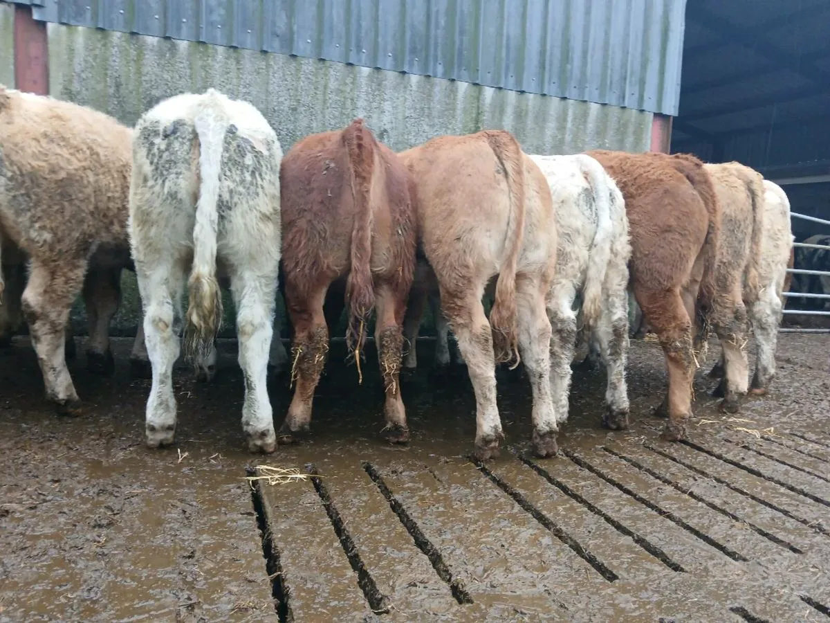 20 Super Heifer Weanlings - Image 4