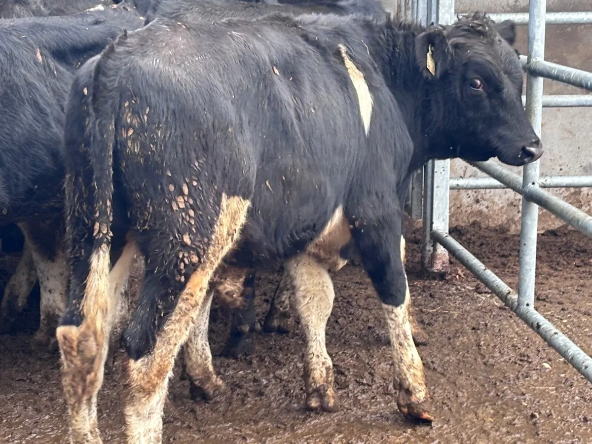 11 Freisan bull Weanlings for sale - Image 2