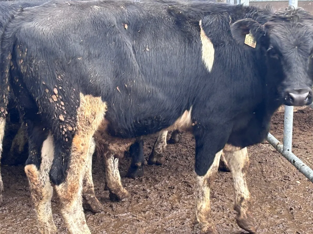 11 Freisan bull Weanlings for sale - Image 3