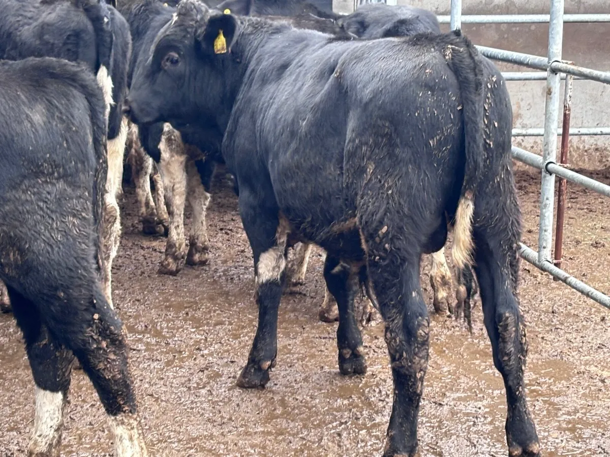 11 Freisan bull Weanlings for sale - Image 4
