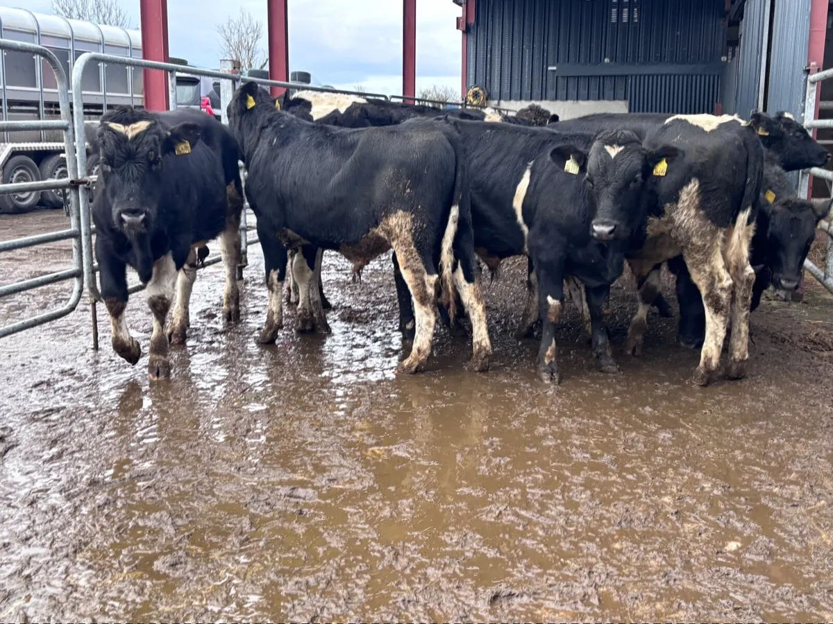 11 Freisan bull Weanlings for sale - Image 1