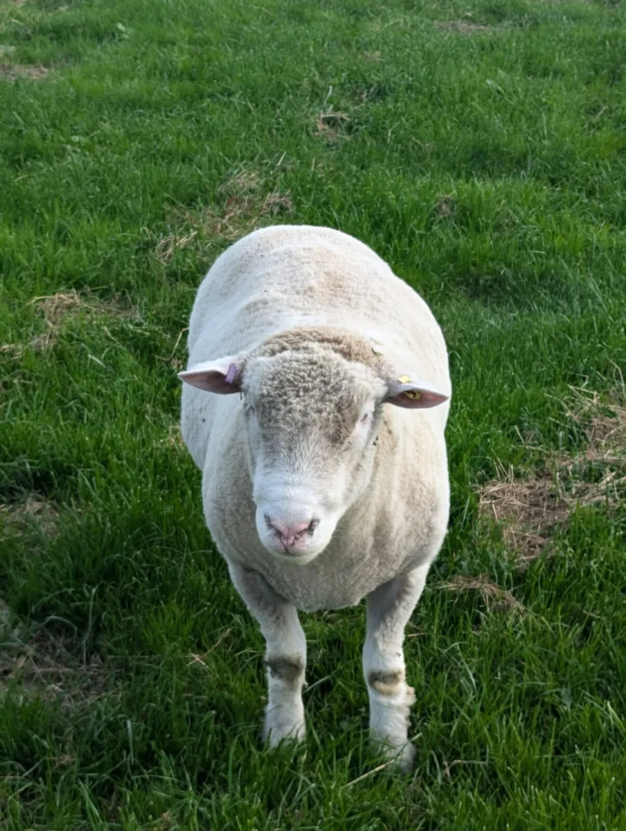 Pedigree Registered Dorset Ram - Image 1