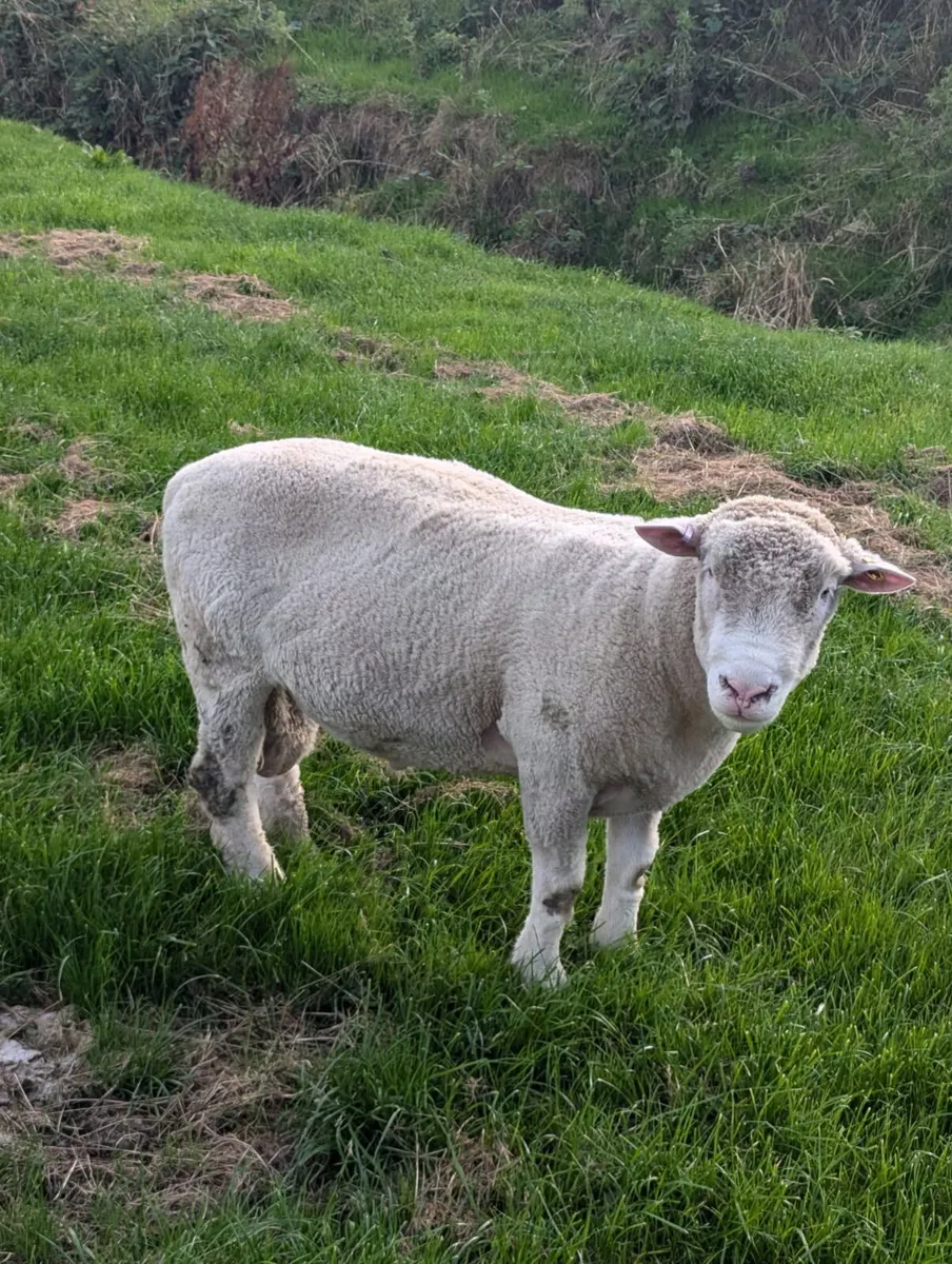 Pedigree Registered Dorset Ram - Image 2