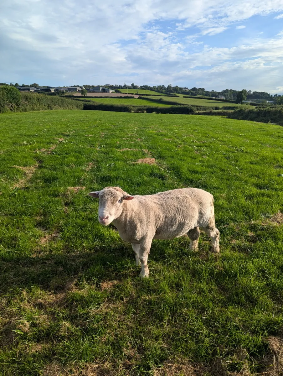 Pedigree Registered Dorset Ram - Image 3