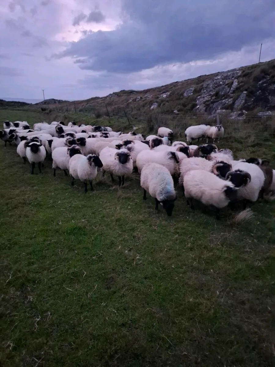 Organic lambs - Image 1