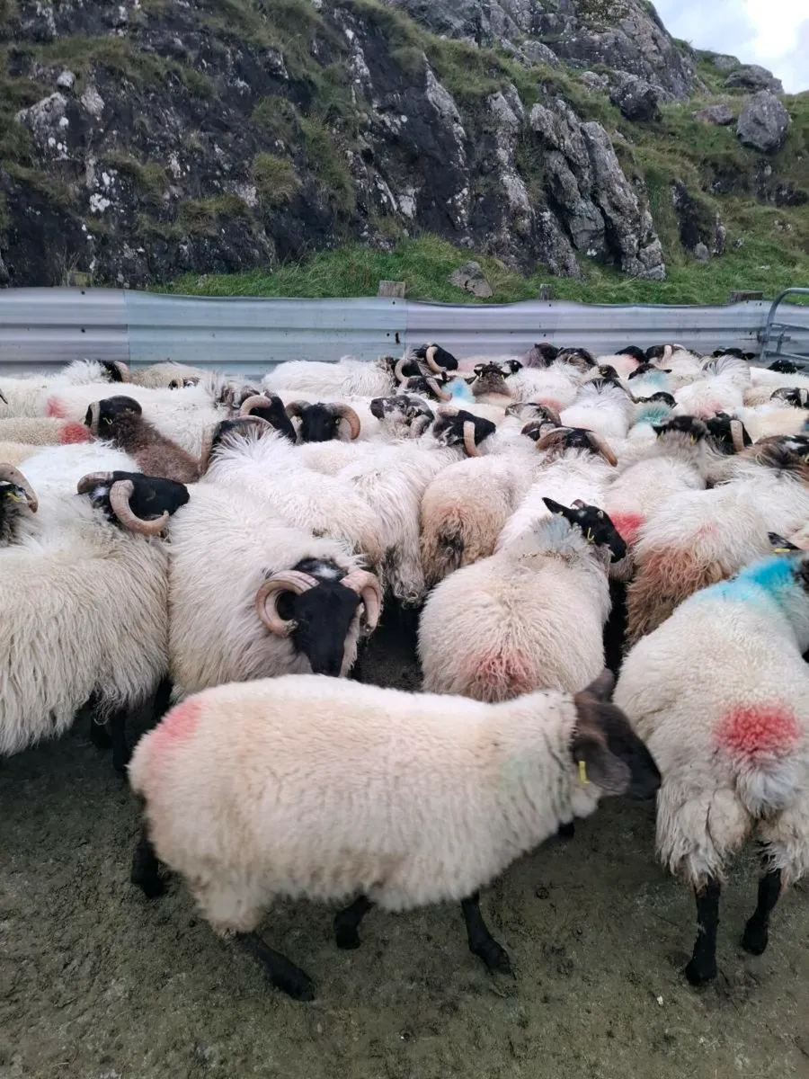 Organic lambs - Image 2