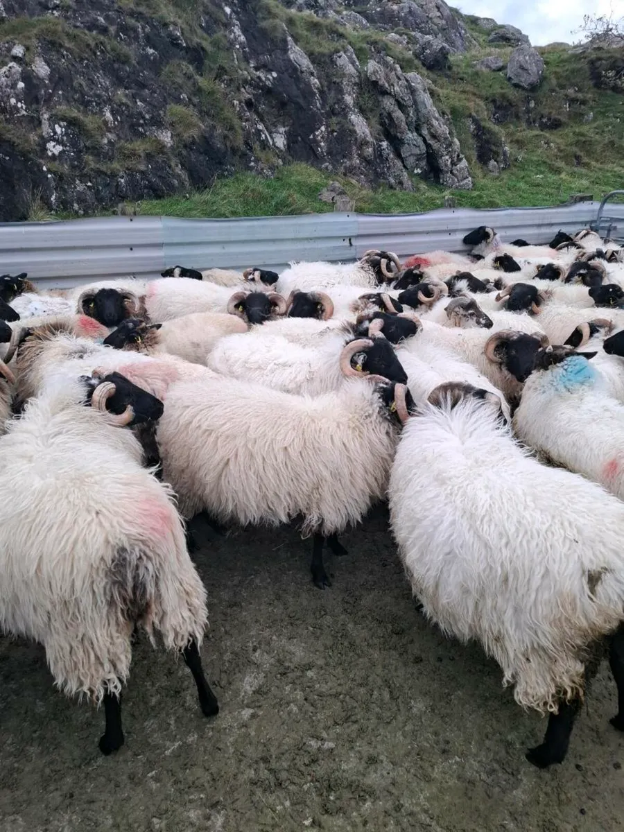 Organic lambs - Image 3