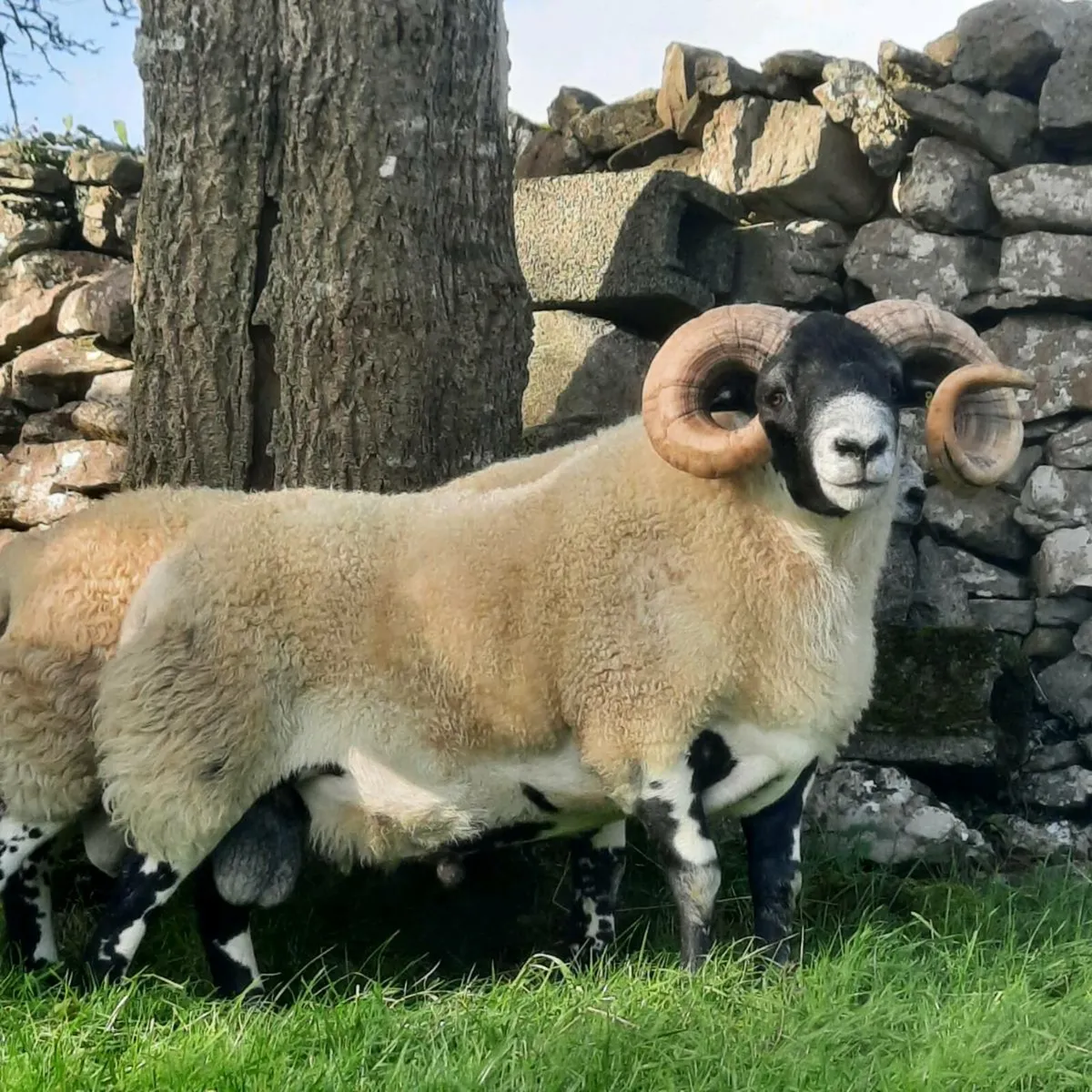 Lanark rams - Image 1