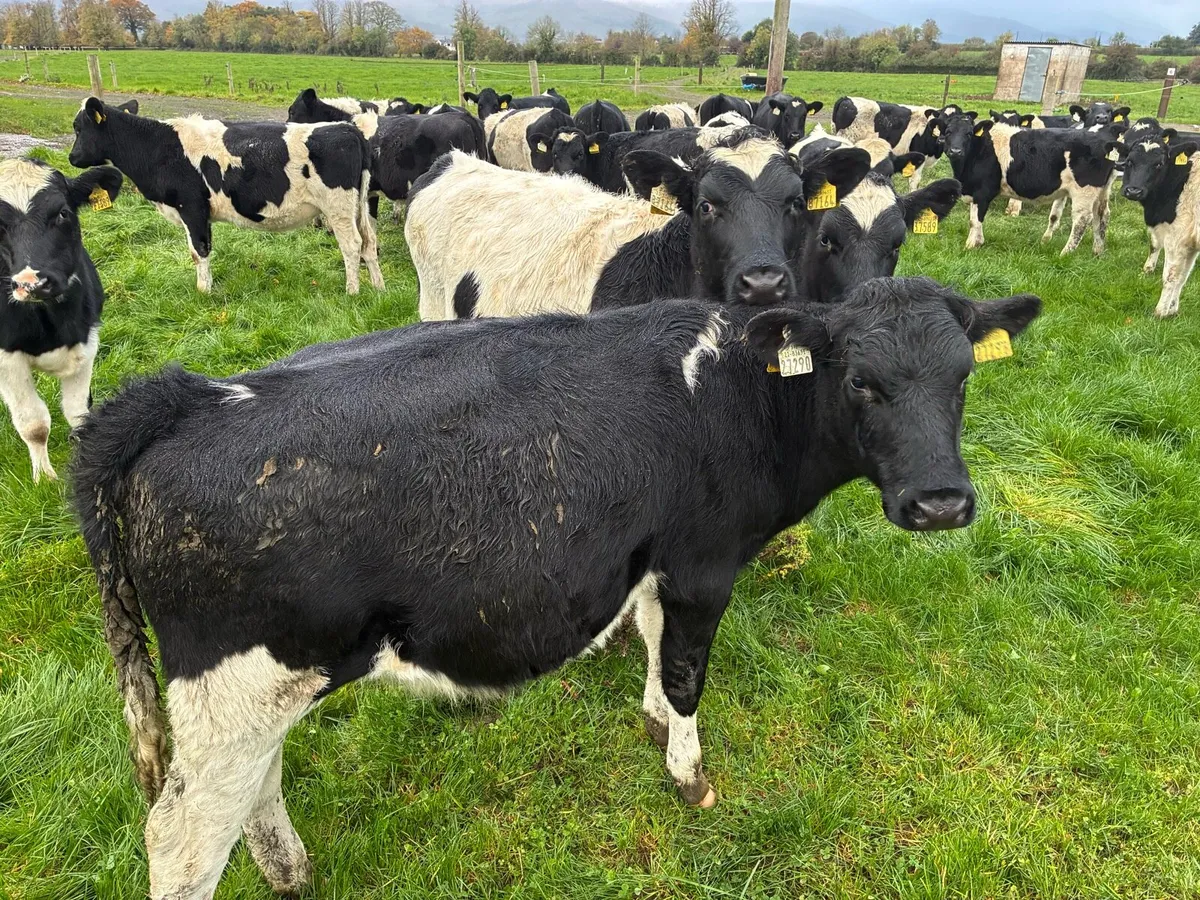 8 month old FR heifers - Image 1