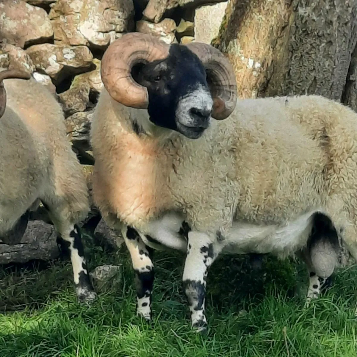 Lanark rams - Image 2