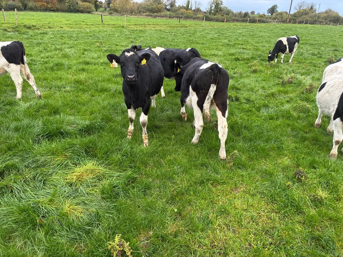 8 month old FR heifers - Image 2