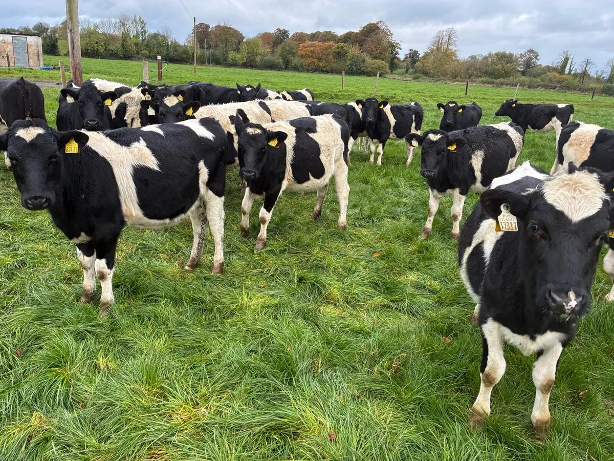8 month old FR heifers - Image 3