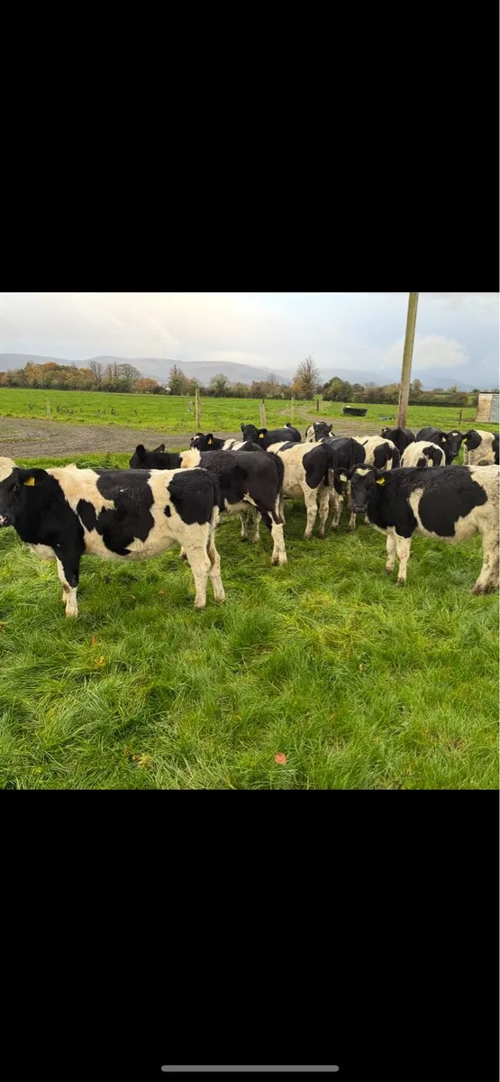 8 month old FR heifers - Image 4
