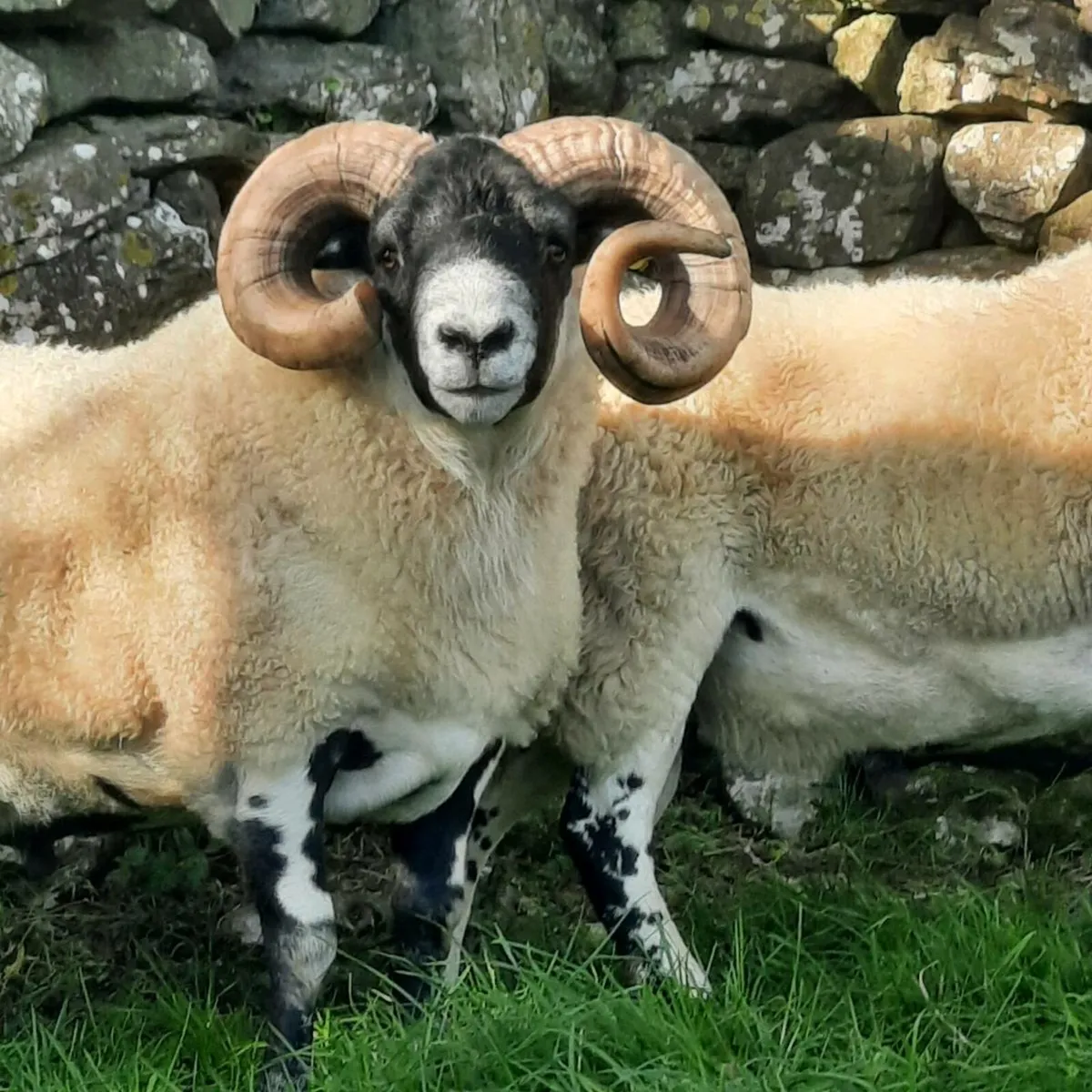 Lanark rams - Image 3