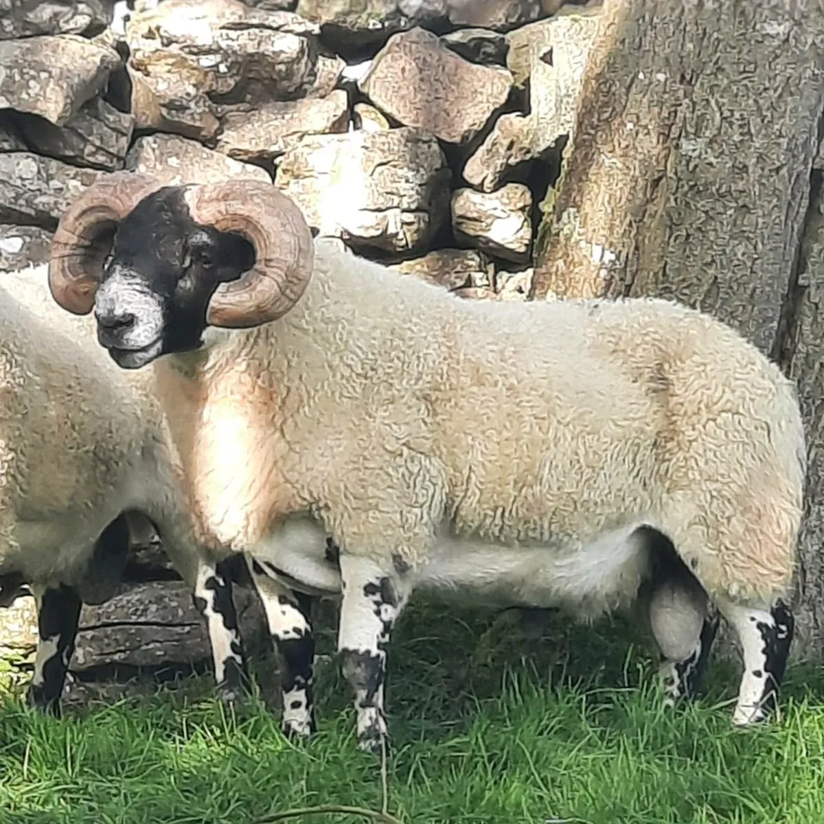 Lanark rams - Image 4