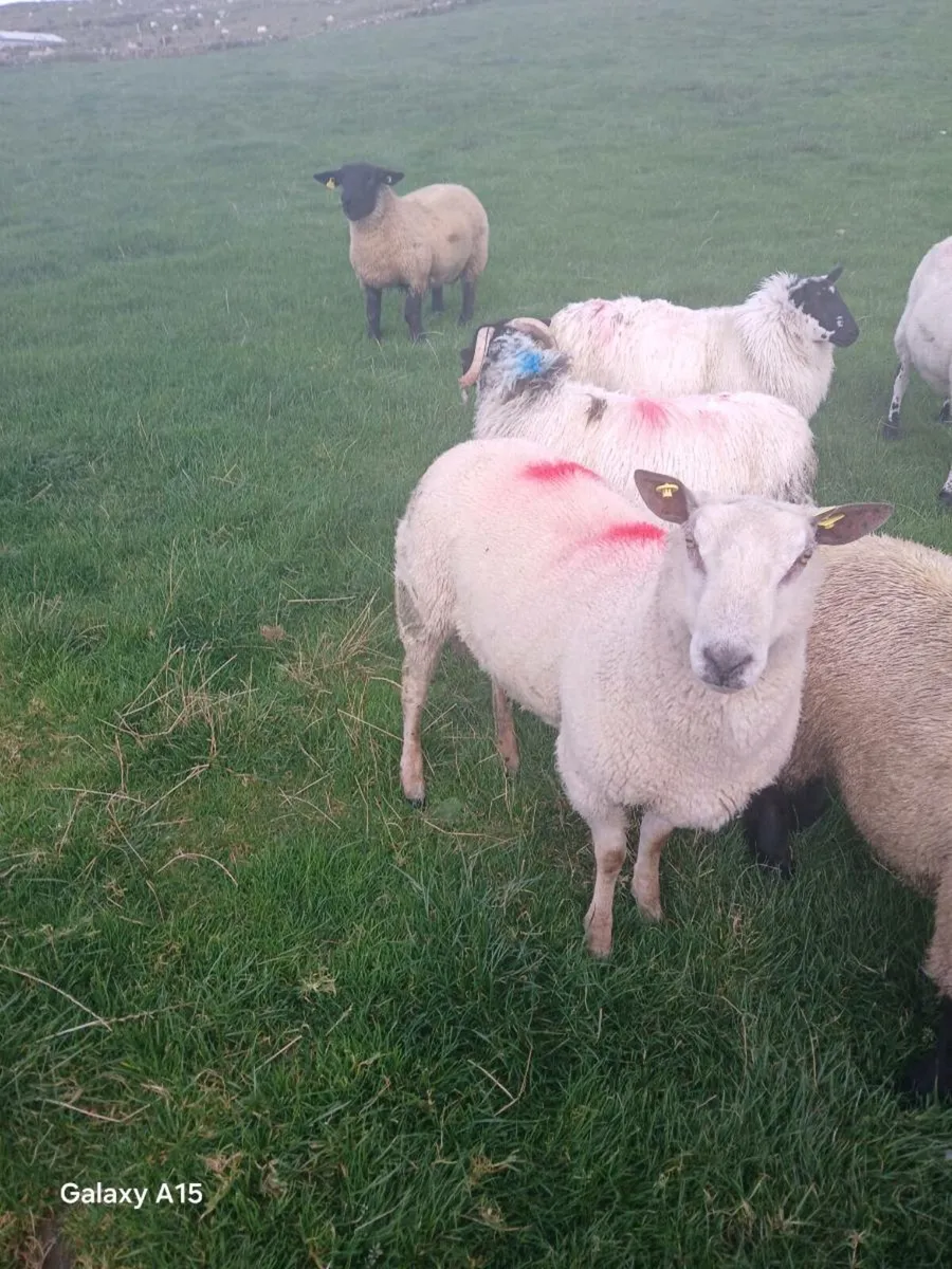 Belclare hogget ram fully organic - Image 1