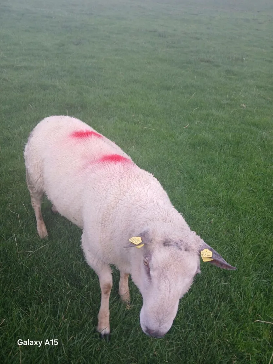 Belclare hogget ram fully organic - Image 2