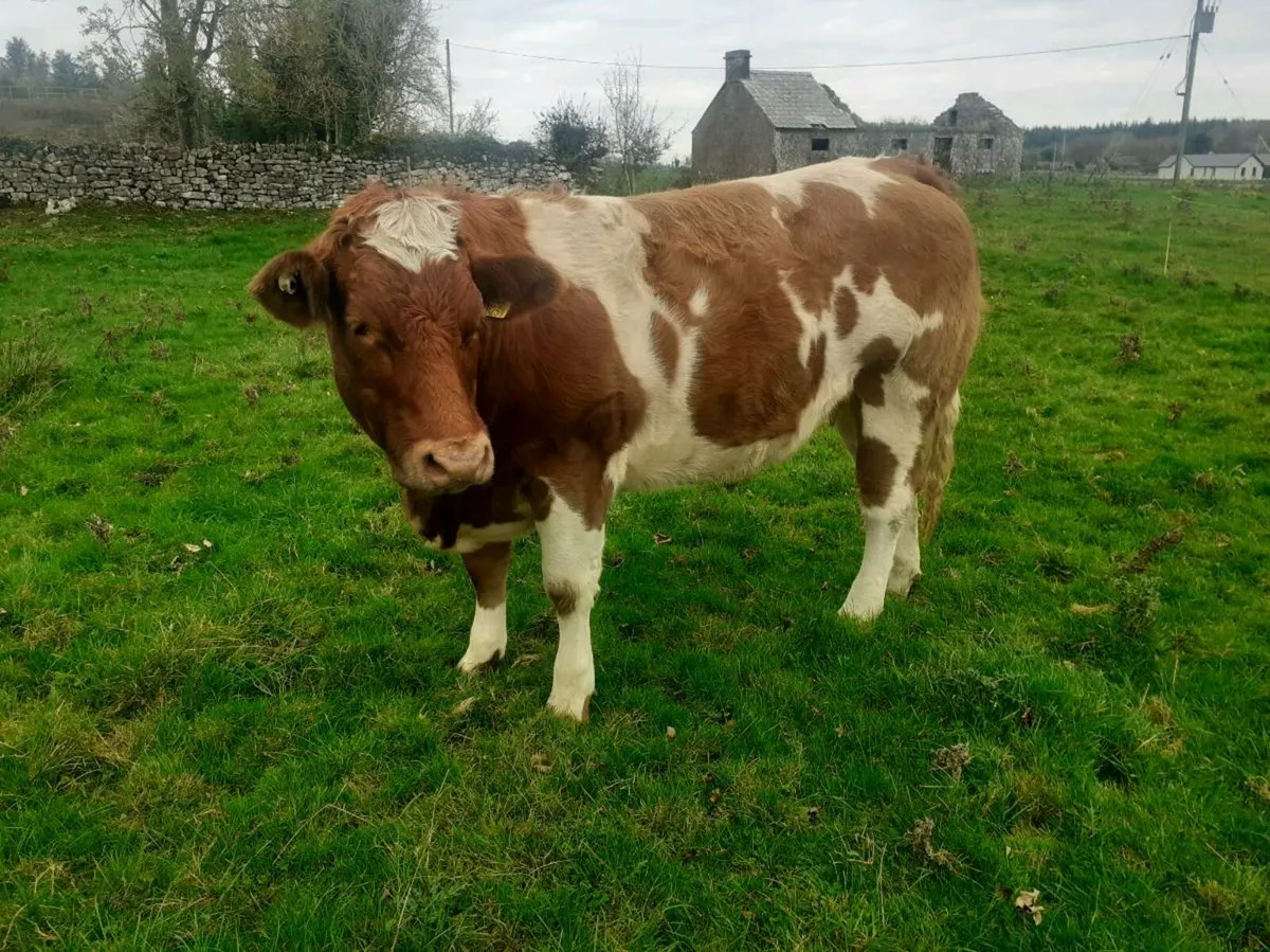 Super Breeding Heifer Roscommon mart 24 oct - Image 2
