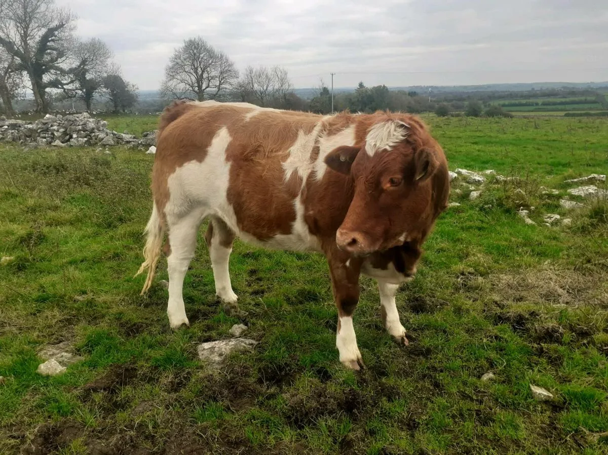Super Breeding Heifer Roscommon mart 24 oct - Image 3