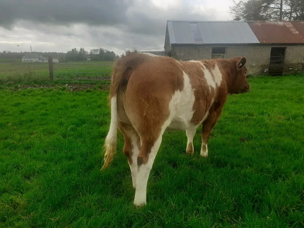 Super Breeding Heifer Roscommon mart 24 oct - Image 4
