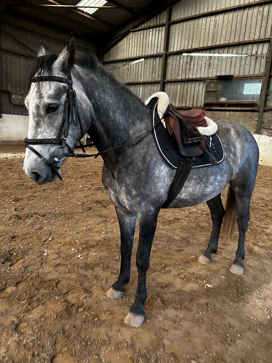 Genuine 4 year old big Connemara gelding - Image 1