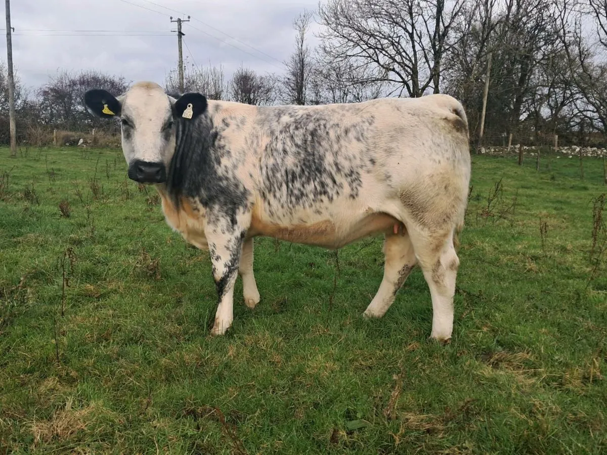 In Calf Heifer - Image 2