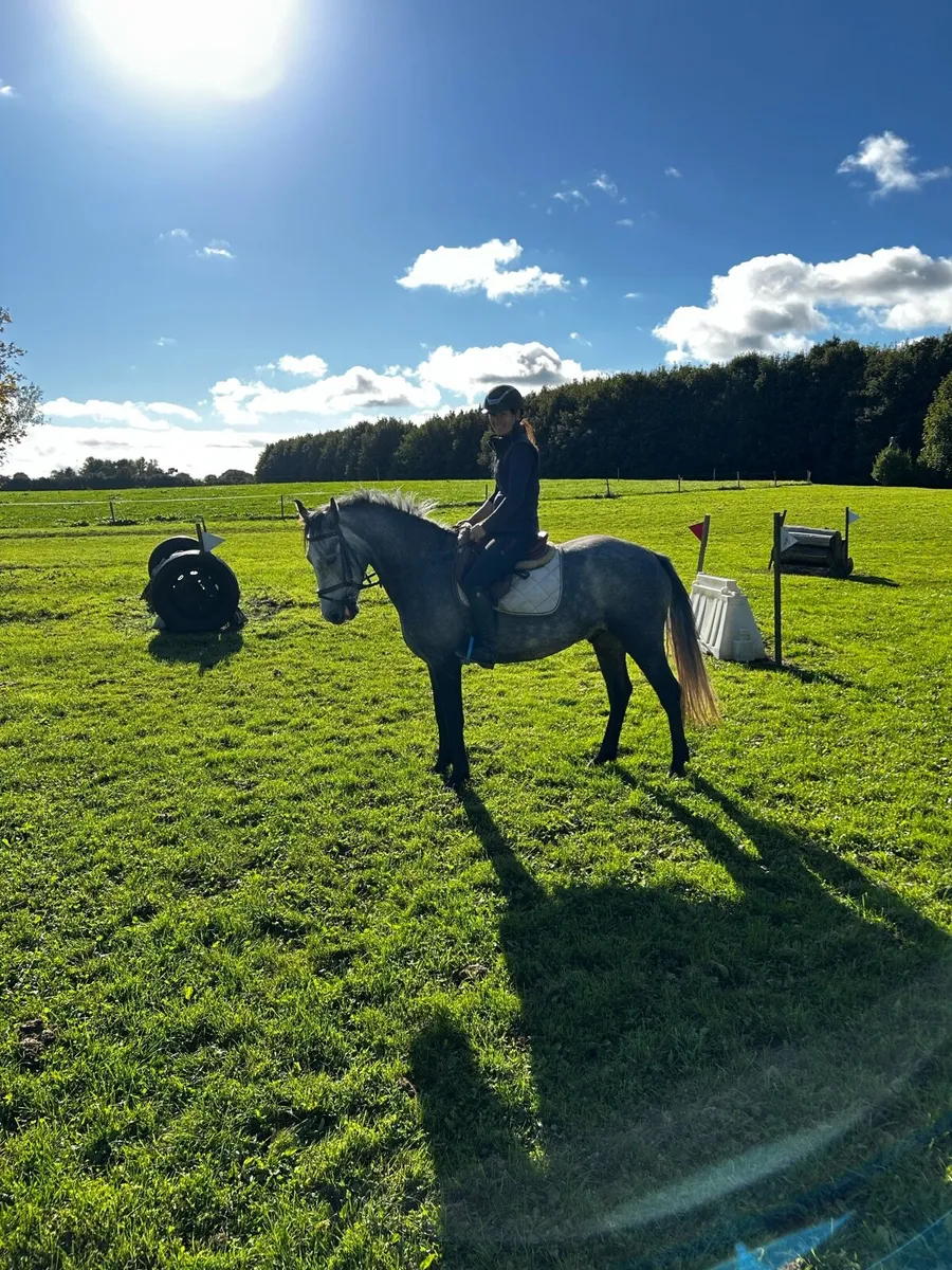 Genuine 4 year old big Connemara gelding - Image 2