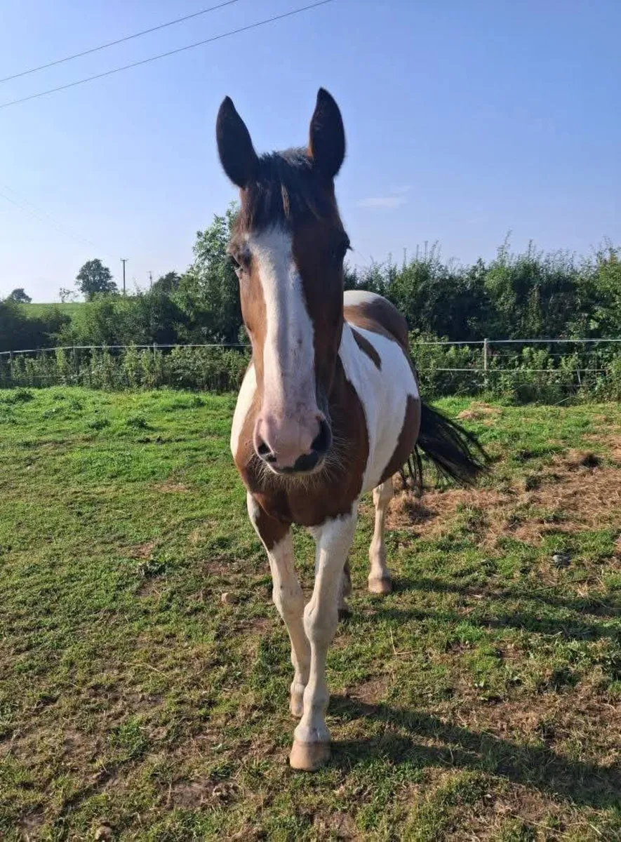 15.2 skewbald proven broodmare or companion - Image 1