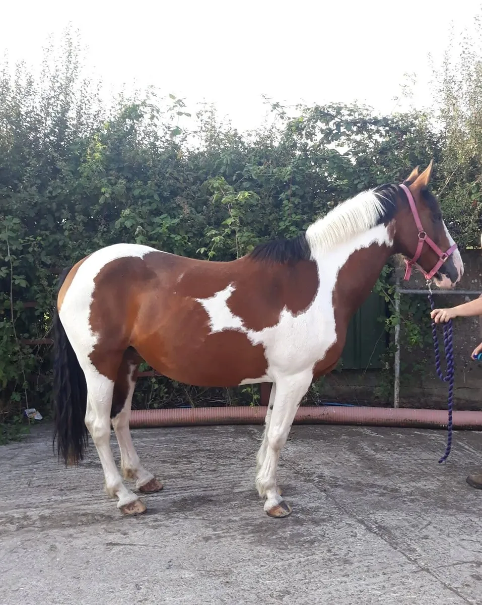 15.2 skewbald proven broodmare or companion - Image 2