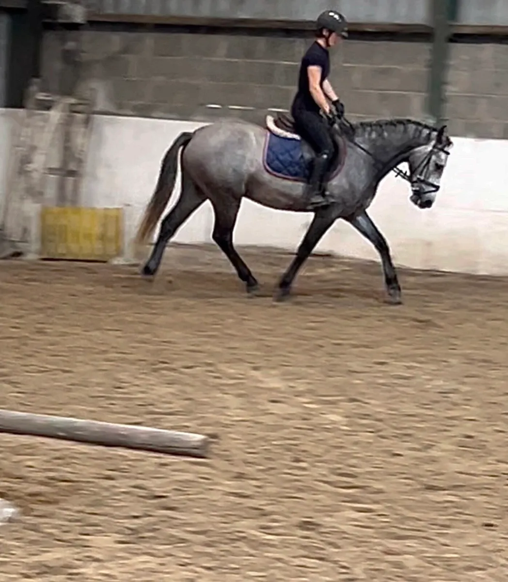 Genuine 4 year old big Connemara gelding - Image 3