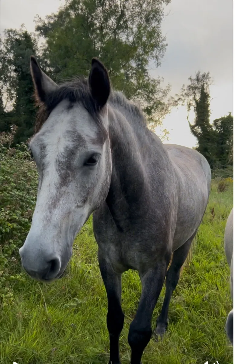 Genuine 4 year old big Connemara gelding - Image 4