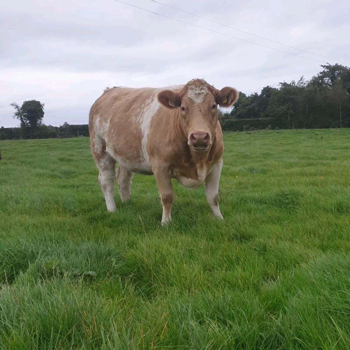 Springing heifers - Image 1