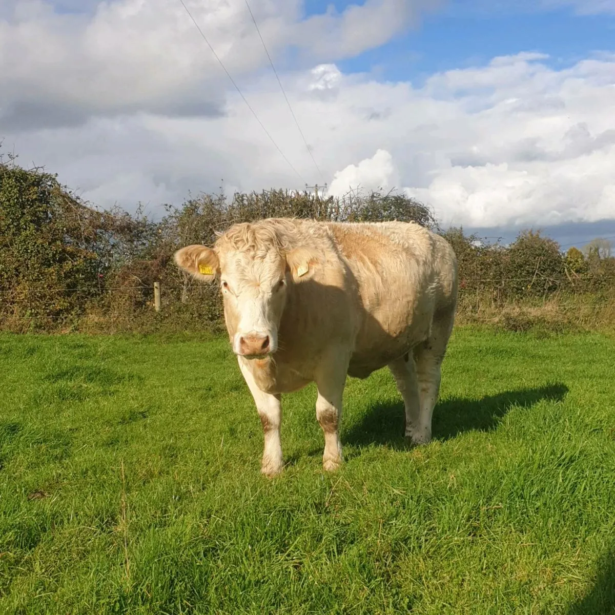Springing heifers - Image 2
