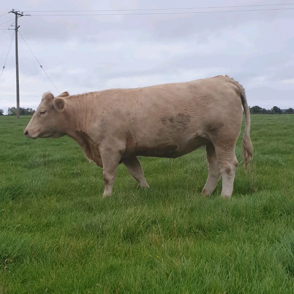 Springing heifers - Image 3