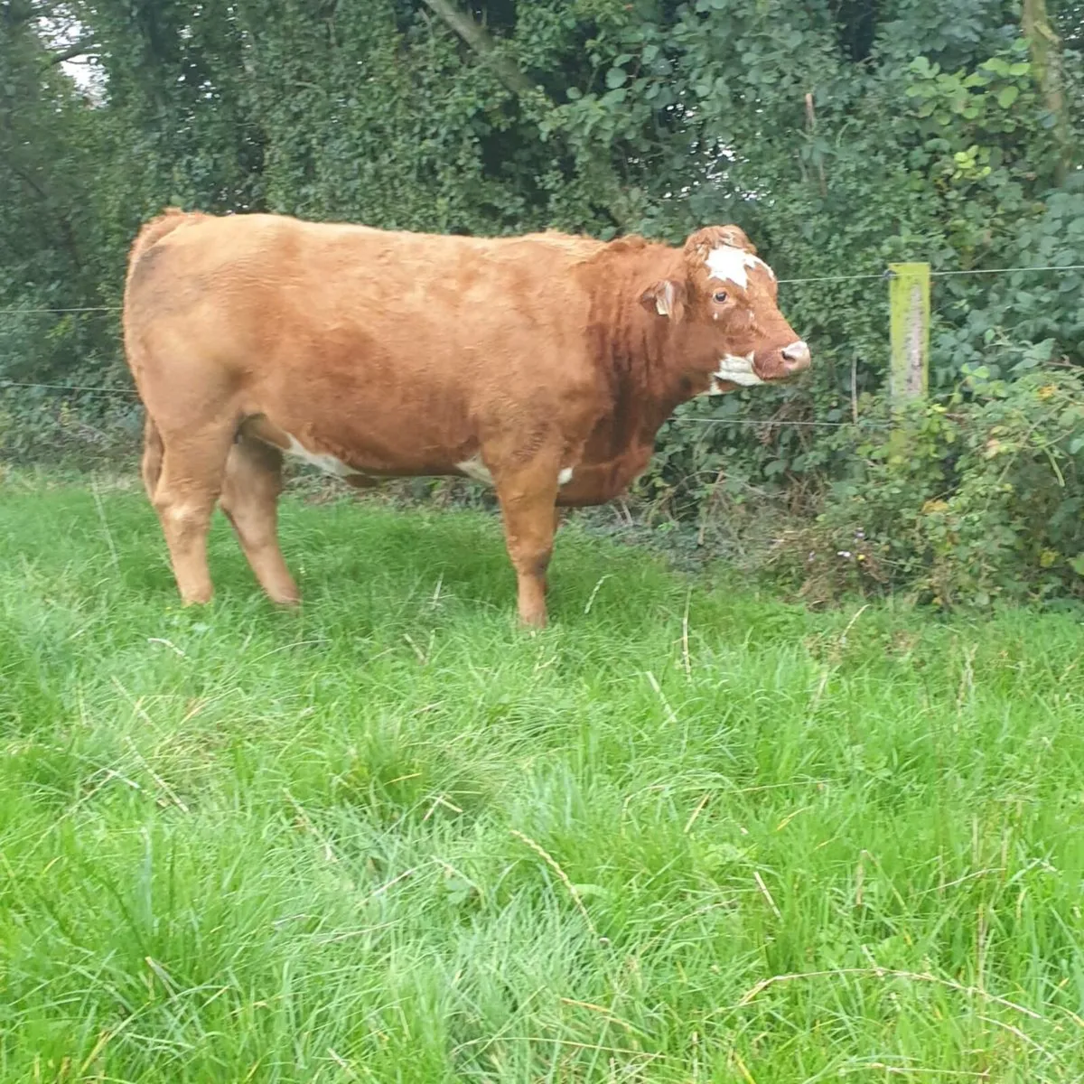 Springing heifers - Image 4
