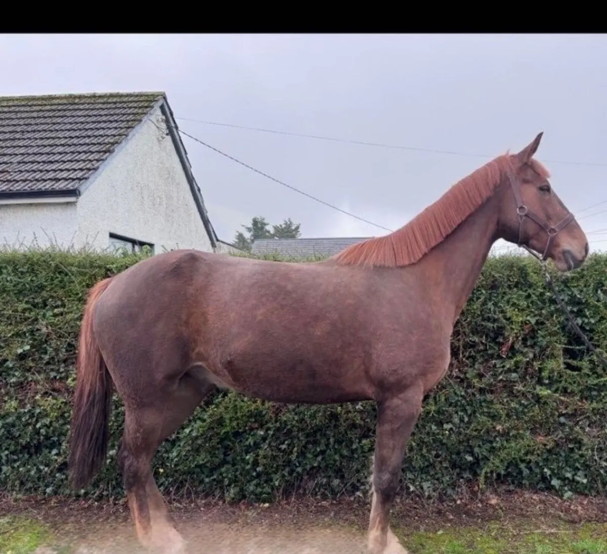 horse - Image 1