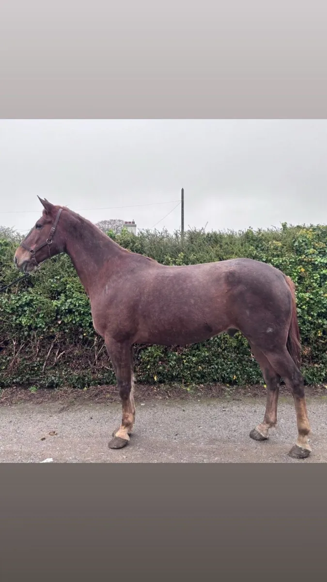 horse - Image 4