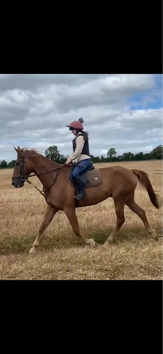 horse - Image 2