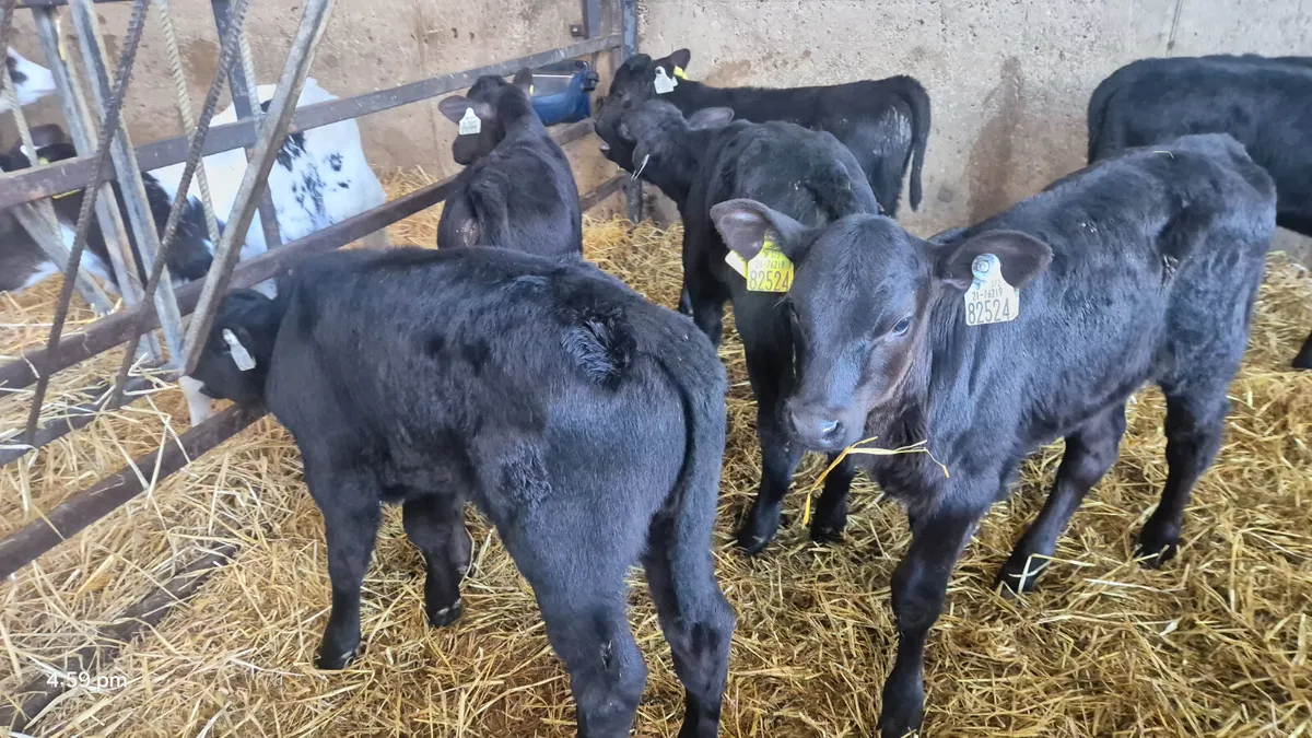 12 Aberdeen Angus calves for sale - Image 1
