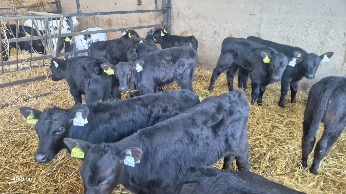 12 Aberdeen Angus calves for sale - Image 3