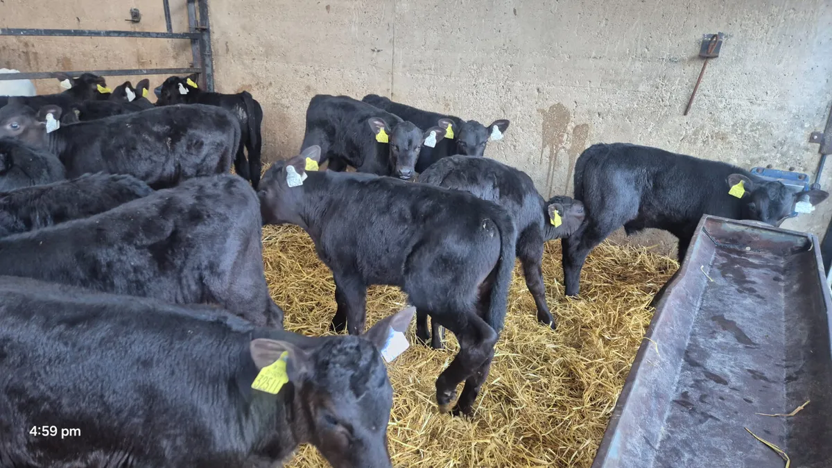 12 Aberdeen Angus calves for sale - Image 2
