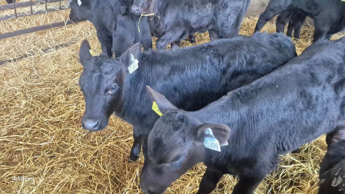 12 Aberdeen Angus calves for sale - Image 4