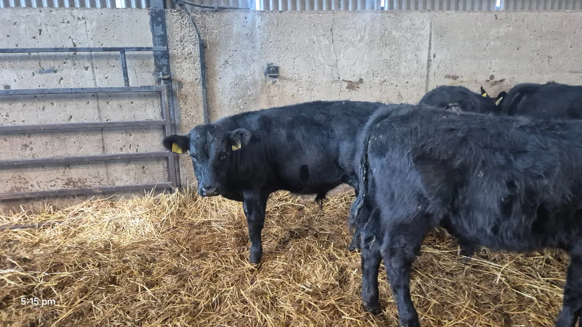 10 Aberdeen Angus Runner bulls - Image 1
