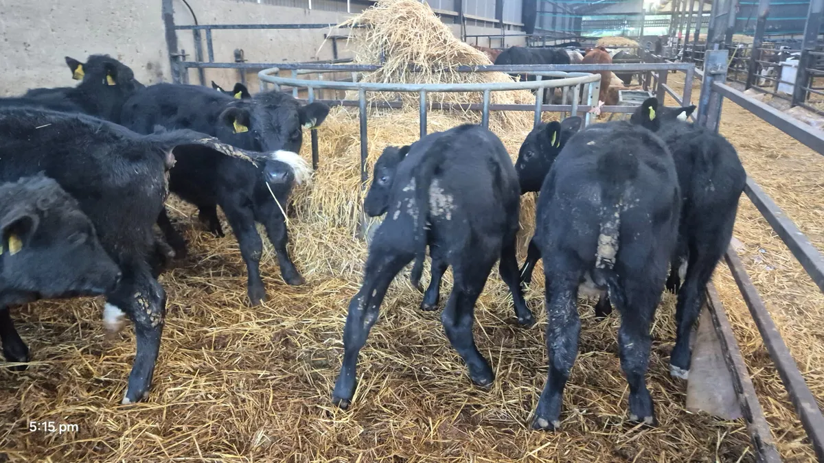 10 Aberdeen Angus Runner bulls - Image 4