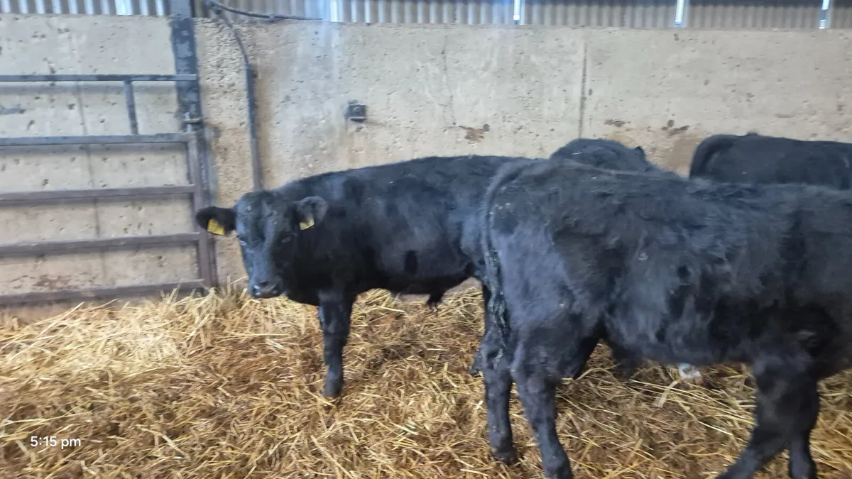 10 Aberdeen Angus Runner bulls - Image 2