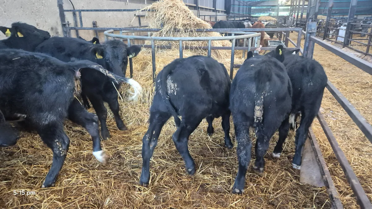 10 Aberdeen Angus Runner bulls - Image 3